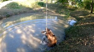 ВОЛК VS ПИТБУЛЬ / Питбуль Кияра вступилась за щенков ?? А получила Кими...