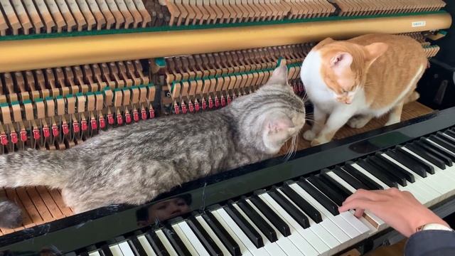 The MORE the MEOWrrier смотреть онлайн