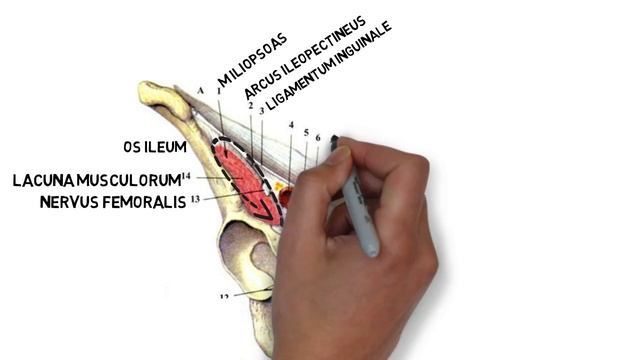 Строение мышечной и сосудистой лакуны смотреть онлайн