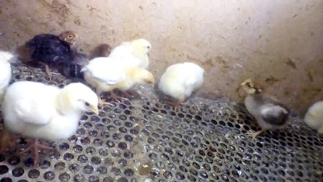 Цыплята без глаза смотреть онлайн