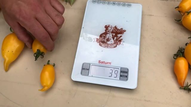 Самые УРОЖАЙНЫЕ сорта ТОМАТОВ в этом году. Томаты Золотая канарейка, Казанова. смотреть онлайн