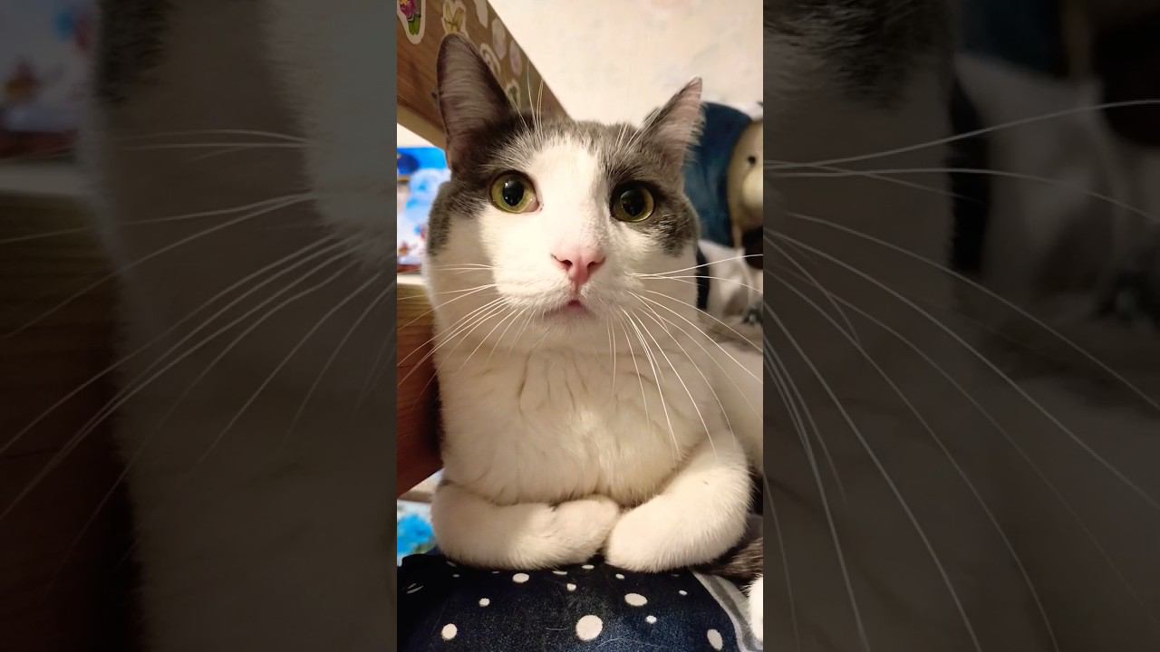 Красивущий кот Мурзик.#мурзик #cats #кот #питомец #лайк #приколы #котики #любовь #котик смотреть онлайн