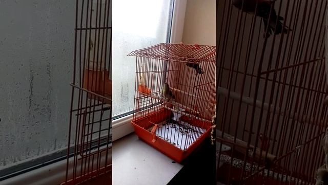 Щегол в одном клетке с Чижом смотреть онлайн