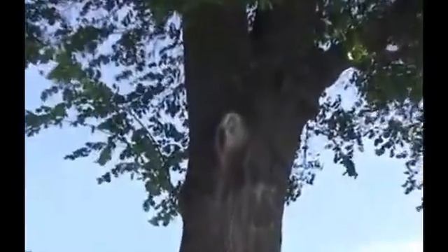 Богородица явление! смотреть онлайн