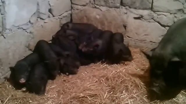 Вьетнамские свиньи. История одного семейства. смотреть онлайн