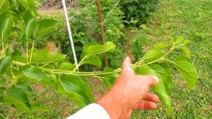 Обрезка шелковицы.  Урожай на доступной высоте.