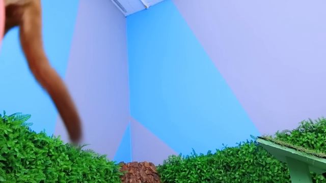 We Build Amazing Maze for Flying Squirrel! Secret Room for Pets смотреть онлайн