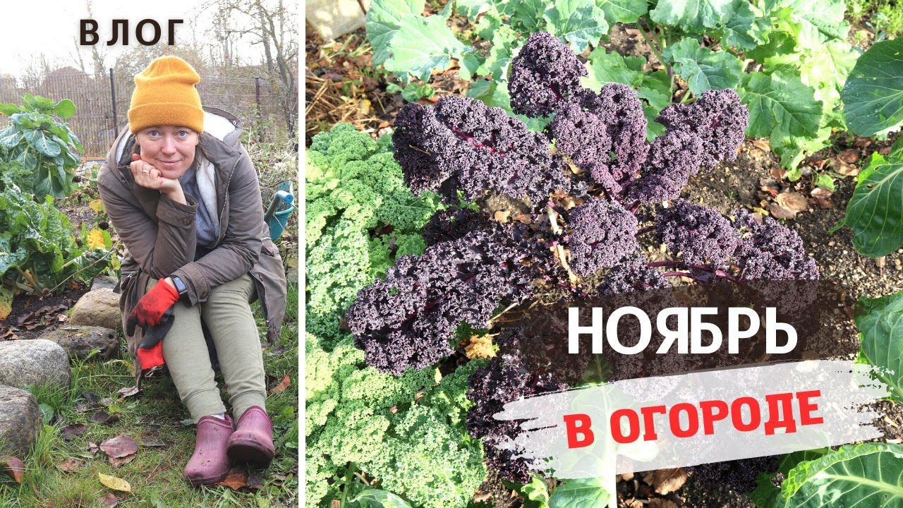 Ещё есть на что посмотреть! Ноябрь на моём огороде / Снегоотвал "Бульдозер" Unikit смотреть онлайн