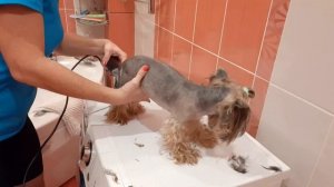 #груминг#стрижкайорка# Стрижка йоркширского терьера