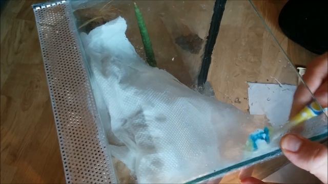 [Breed] Sprzątanie terrarium gekonów kanaryjskich смотреть онлайн