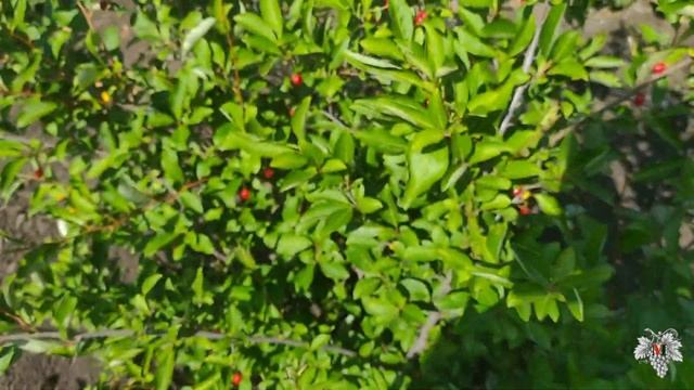 Экзоты на наших грядках! Ягоды Гуми (Лох Многоцветковый) смотреть онлайн