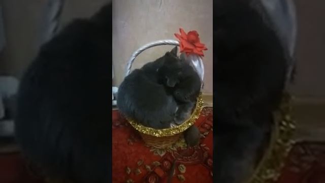 Два кота! Два кота в одной квартире! смотреть онлайн