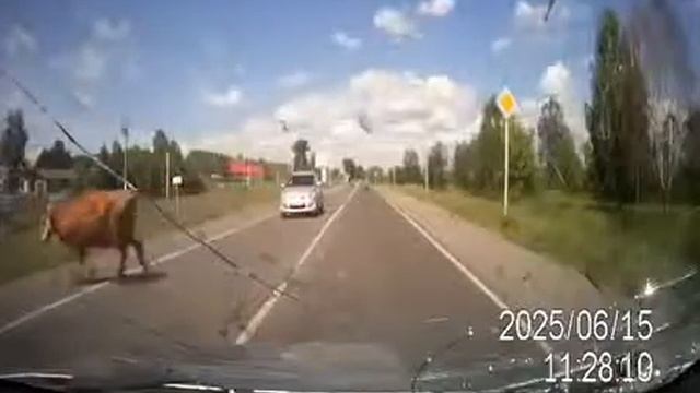 Сумасшедшая страсть! смотреть онлайн
