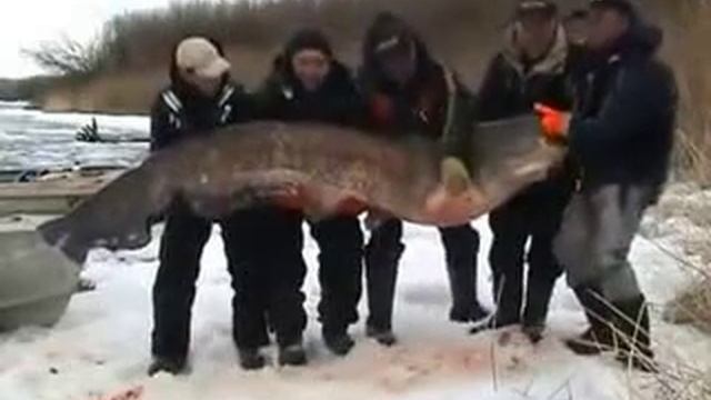 Сом 195 кг Рыбалка Самый большой пойманный на Волге смотреть онлайн