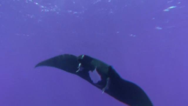 Большое путешествие вглубь океанов 3D часть3 6 OceanWorld 3D