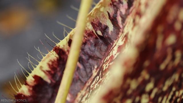 Nepenthes Rafflesiana