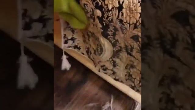 Как быстро почистить мебель от шерсти смотреть онлайн