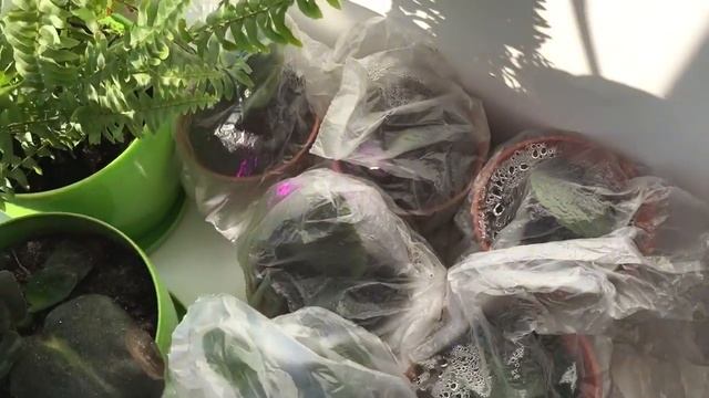 Мои любимые комнатные цветы.# 2 смотреть онлайн