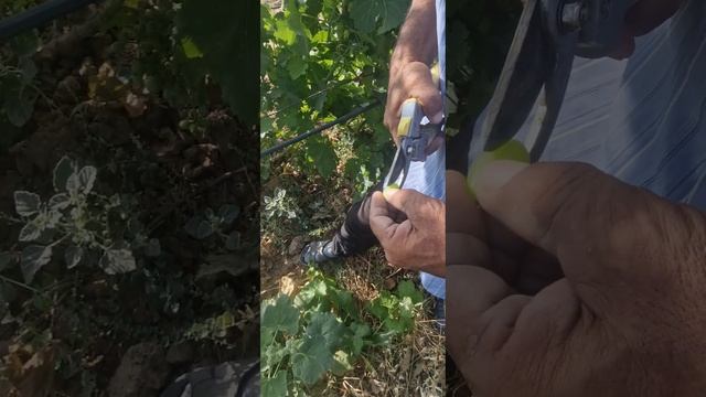 ангури арра 15 смотреть онлайн