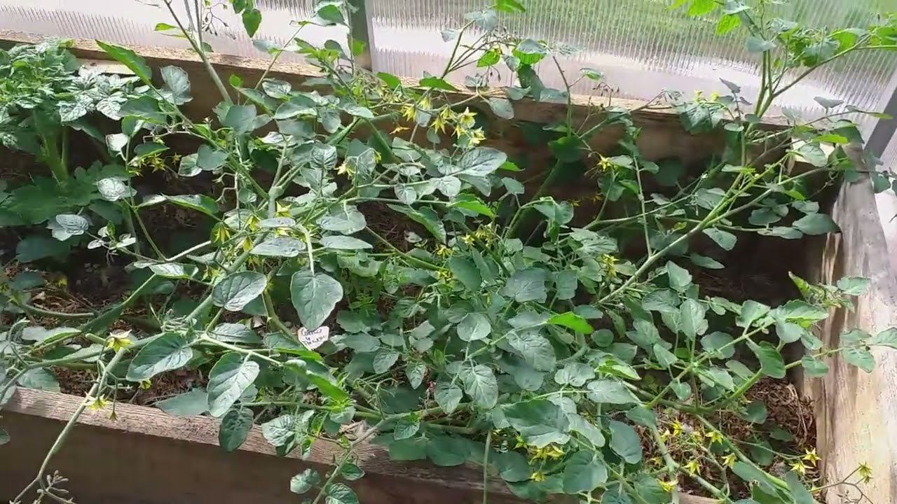 Сотни и Тысячи. Томат смотреть онлайн