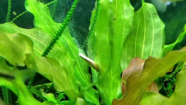 Рябина vs Диффузор из Aliexpress смотреть онлайн