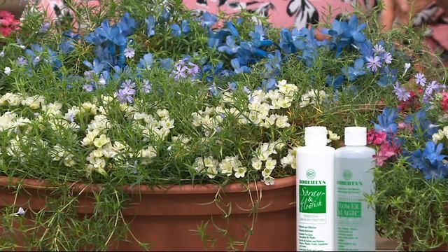 Roberta's 6-piece Creeping Phlox on QVC смотреть онлайн
