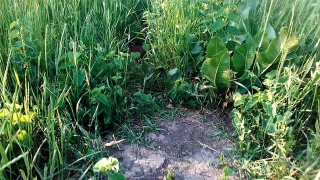Редкие кадры!!!! Лисенок и его нора! смотреть онлайн