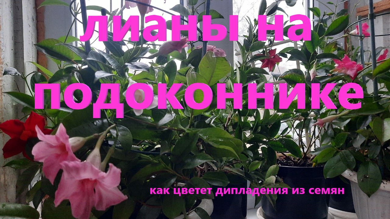 Лианы на подоконнике. Дипладения цветение и уход в ноябре. Как цветет дипладения из семян. смотреть онлайн