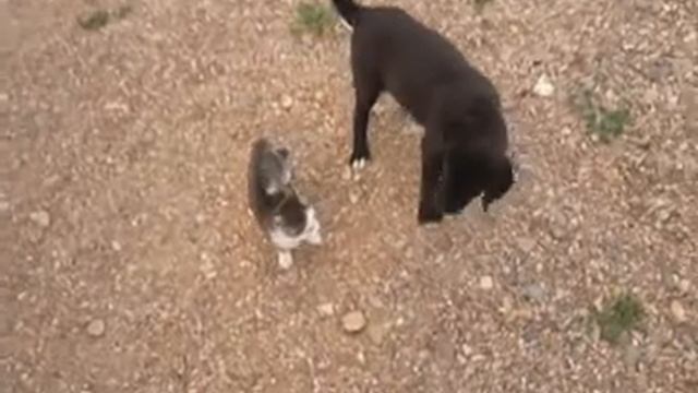 щенок vs котенок смотреть онлайн