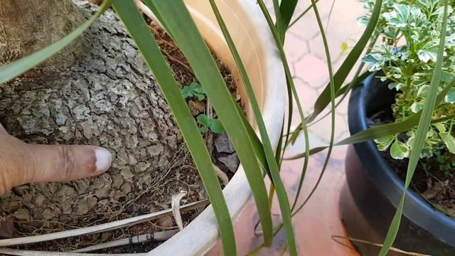 Free Give Away, Pony tail Palm смотреть онлайн