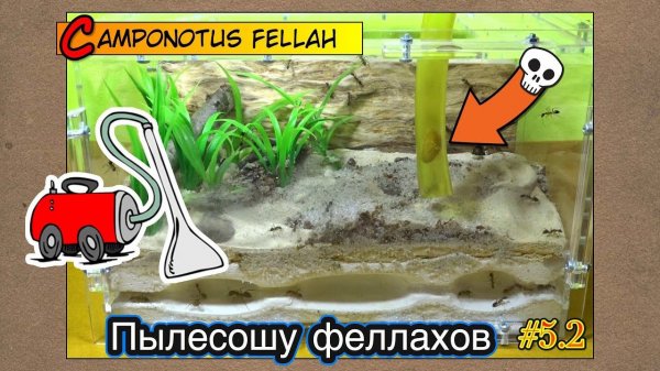 Пылесошу африканских гигантов ● Camponotus fellah