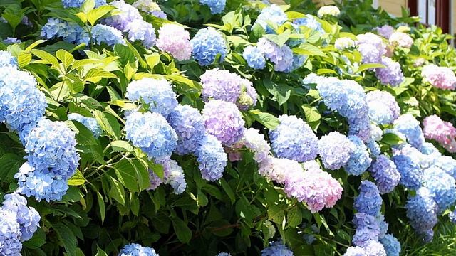 Гортензии цветы Hydrangeas flowers смотреть онлайн