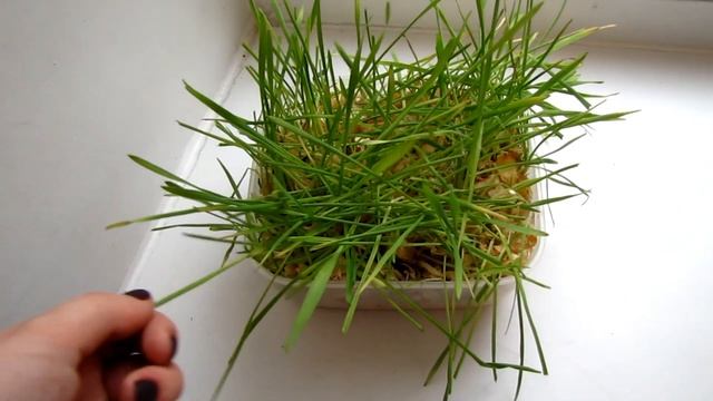 10 лайфхаков для крыс.