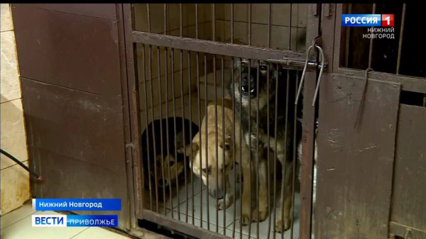 Что делать если в районе появились агрессивные бездомные собаки