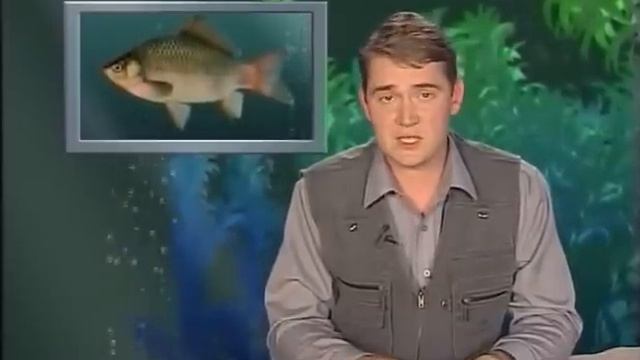 Карась Серебристый. "Рыбьи Портреты". смотреть онлайн