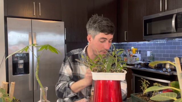 Episode 10: introducing Audrey, crab cactus, ash, goldfish, schefflera, money tree смотреть онлайн