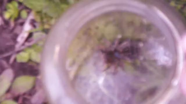 Самая скучная ловля тарантулов... смотреть онлайн