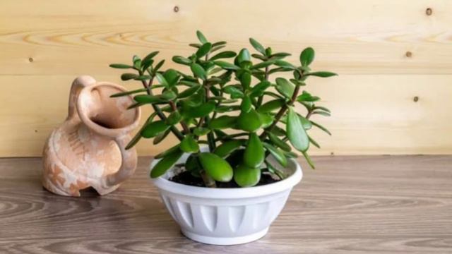 64 Draught Tolerant Plants | Best Draught Tolerant Plants for Garden | Plant and Planting смотреть онлайн