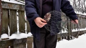 Мордушка для отлова ондатры