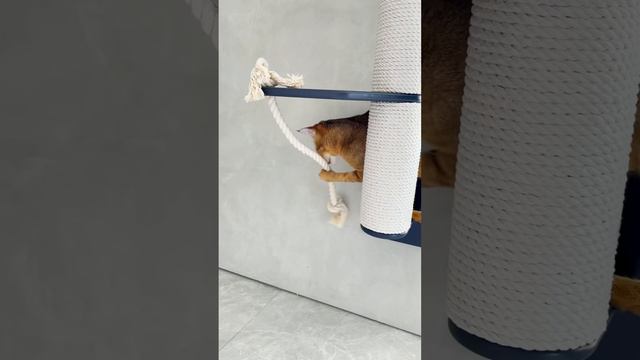 Устанавливаем новый игровой комплекс для котиков 😮 😸 смотреть онлайн