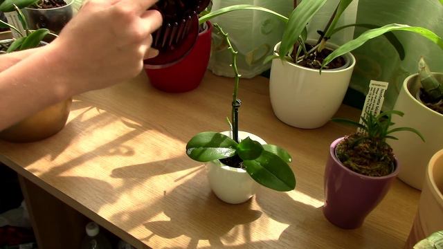 My Home Made Insecticide for Spider Mites (Non Toxic) 2015 смотреть онлайн