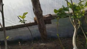 МОЙ ИНЖИР. Весна 2020 г., ждал, что вырастут бребы, а получил фиги...