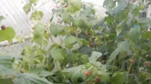 МАЛИНА КАРАМЕЛЬКА ОСЕНЬЮ  РАДУЕТ ОТЛИЧНЫМ УРОЖАЕМ