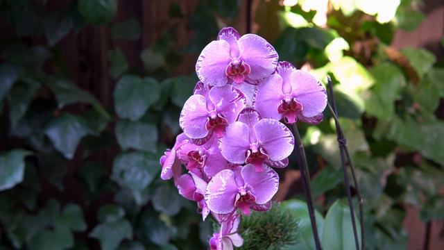 Ка́к #ОРХИДЕИ 🌸💘 проникают в мой дом 😅 смотреть онлайн