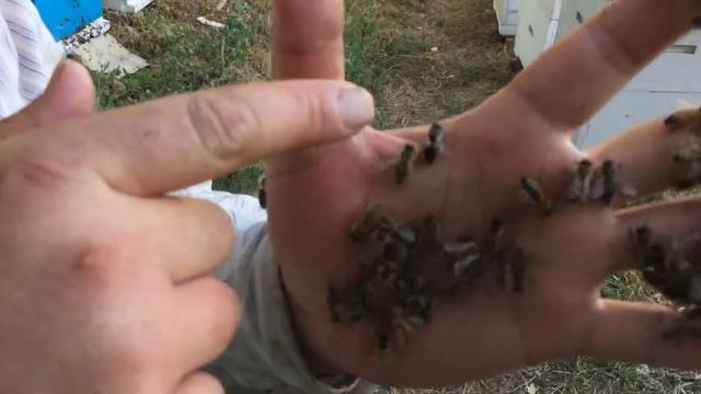 Пасека рабочие пчёлы