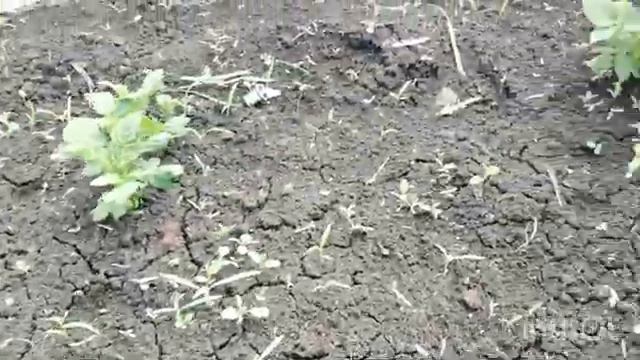 Мой огород и пчелы