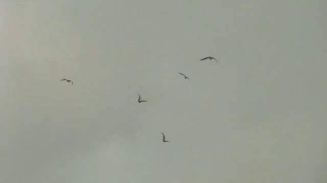 Wales Bonner x adidas Originals смотреть онлайн