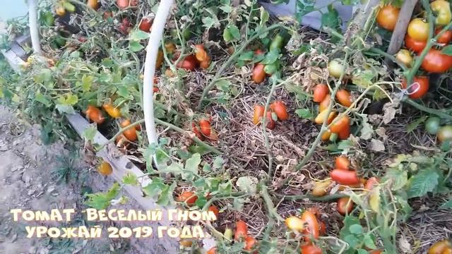 Томат "Веселый гном". Томат для открытого грунта. смотреть онлайн