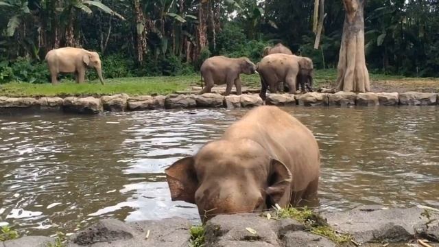 Taman Safari. Indonesia. Island JAVA. Cisarua Bogоr. Индонезия. Сафари. Западная Ява.#животные смотреть онлайн