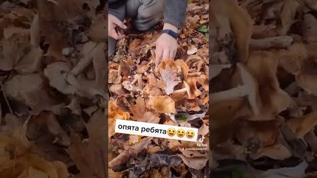 сбор опят смотреть онлайн